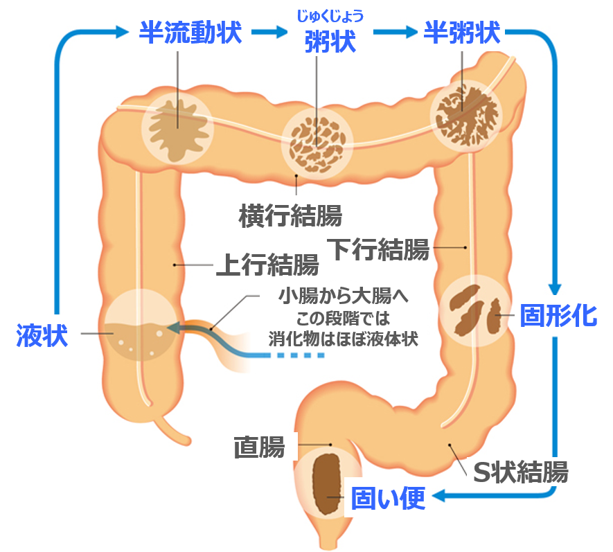 排便習慣 便の基準を知っておき 日々の便の状態を把握しましょう ウェルネスセンターコラム Sbアットワーク株式会社